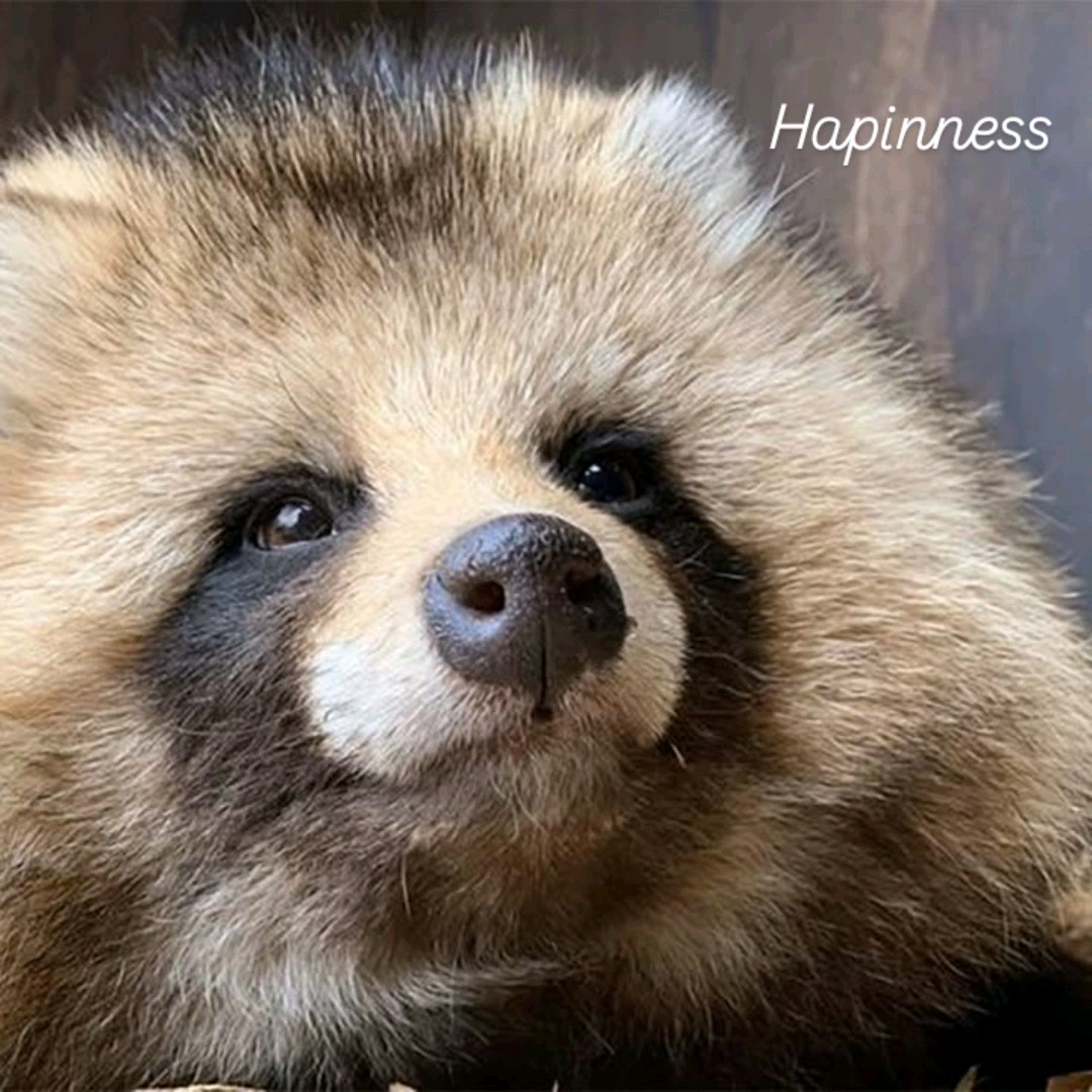 Tanuki-Likes-Board-Games