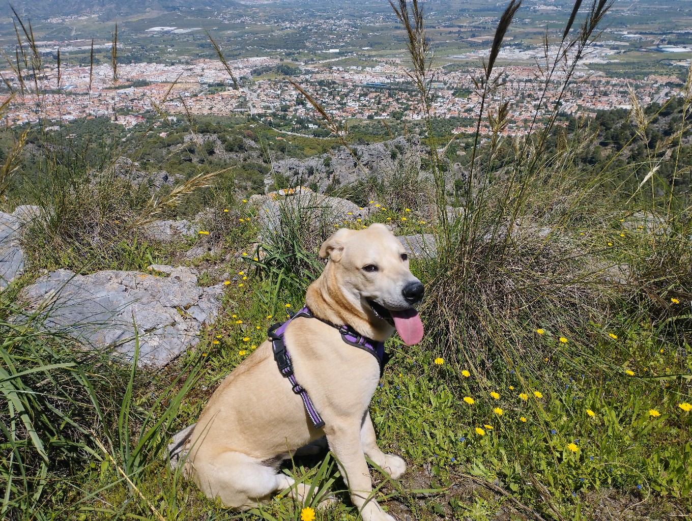 Pepelu82